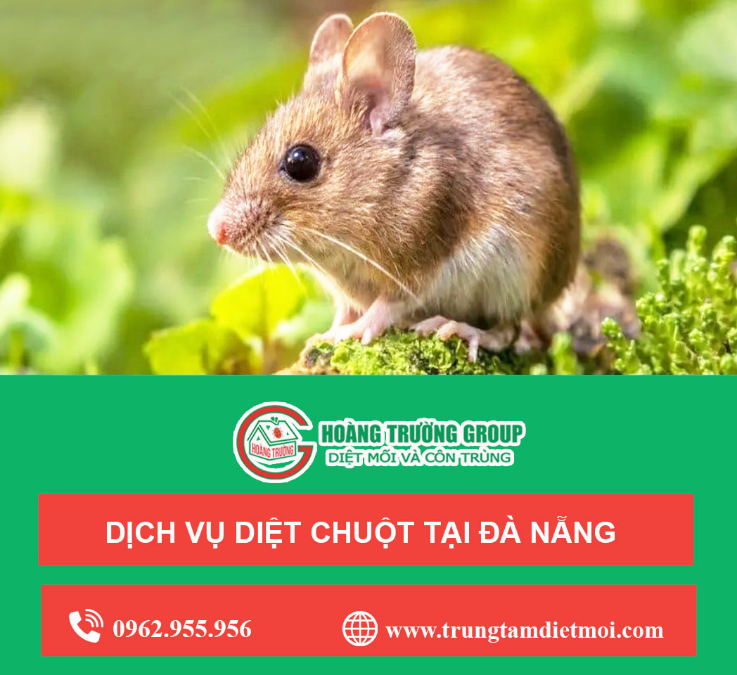 Dịch vụ diệt chuột tại Đà Nẵng - Diệt chuột tận gốc - Phục vụ tận nơi 24/7