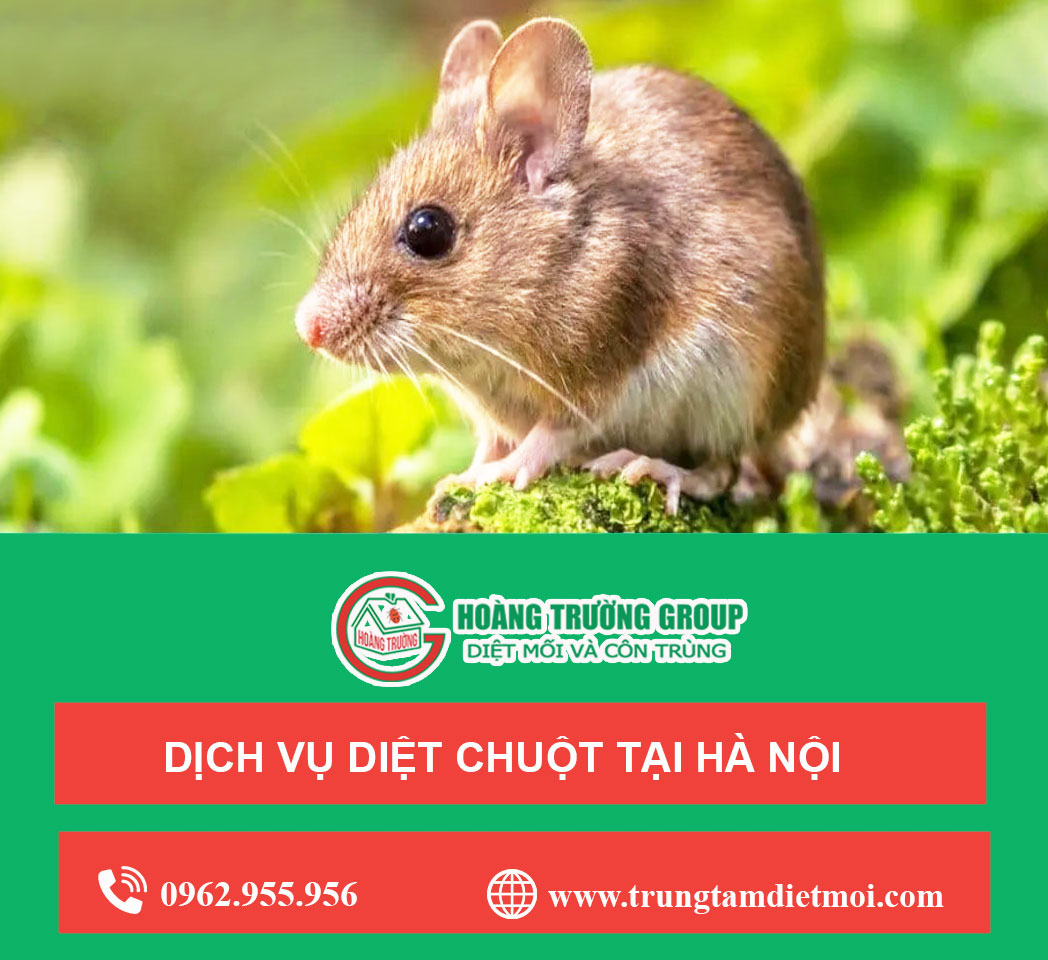 Dịch vụ diệt chuột tại Hà Nội - Diệt chuột nhanh chóng - An toàn - Hiệu quả