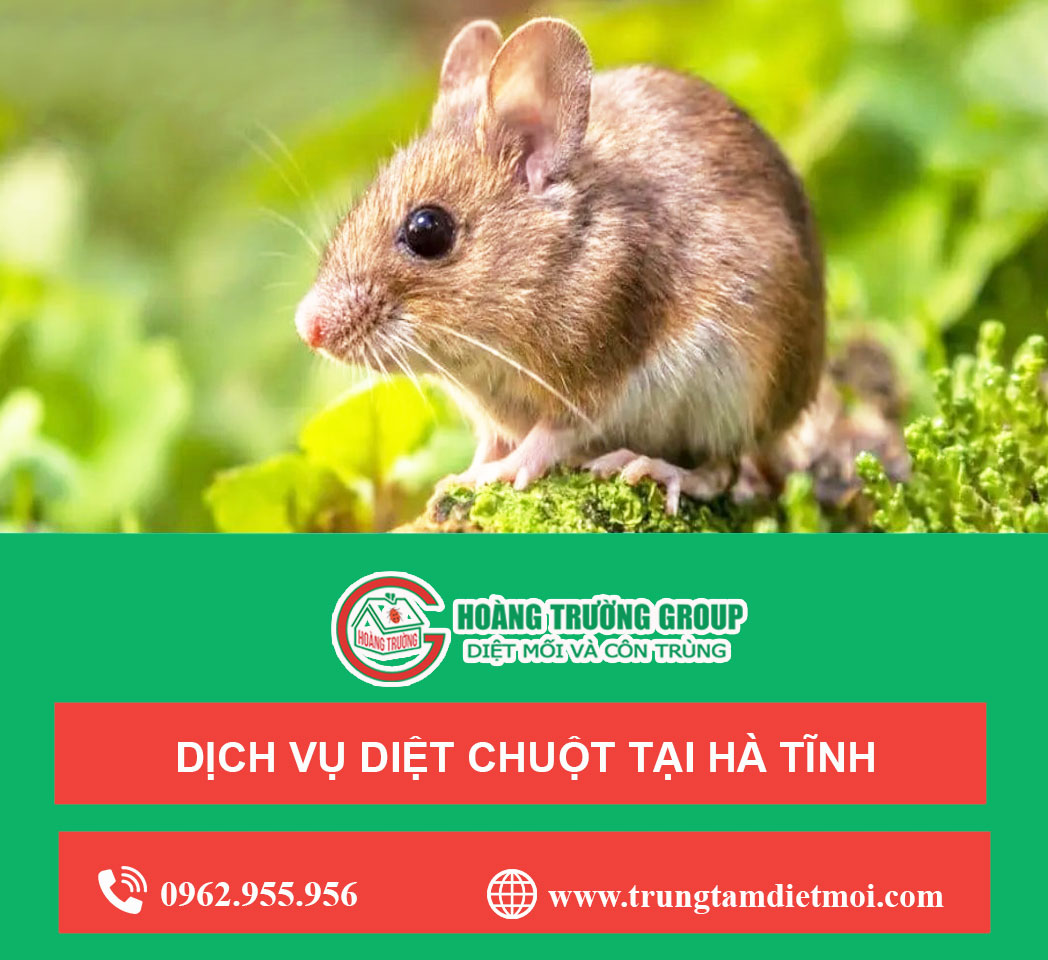 Dịch vụ diệt chuột tại Hà Tĩnh - Không mùi - An toàn tuyệt đối