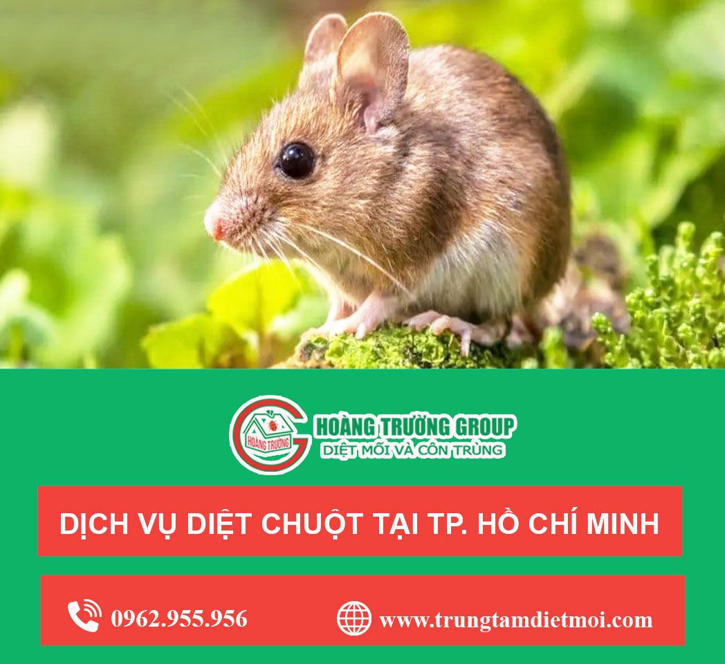 Dịch vụ diệt chuột tại Thành Phố Hồ Chí Minh - Diệt chuột tận gốc - Không mùi - An toàn