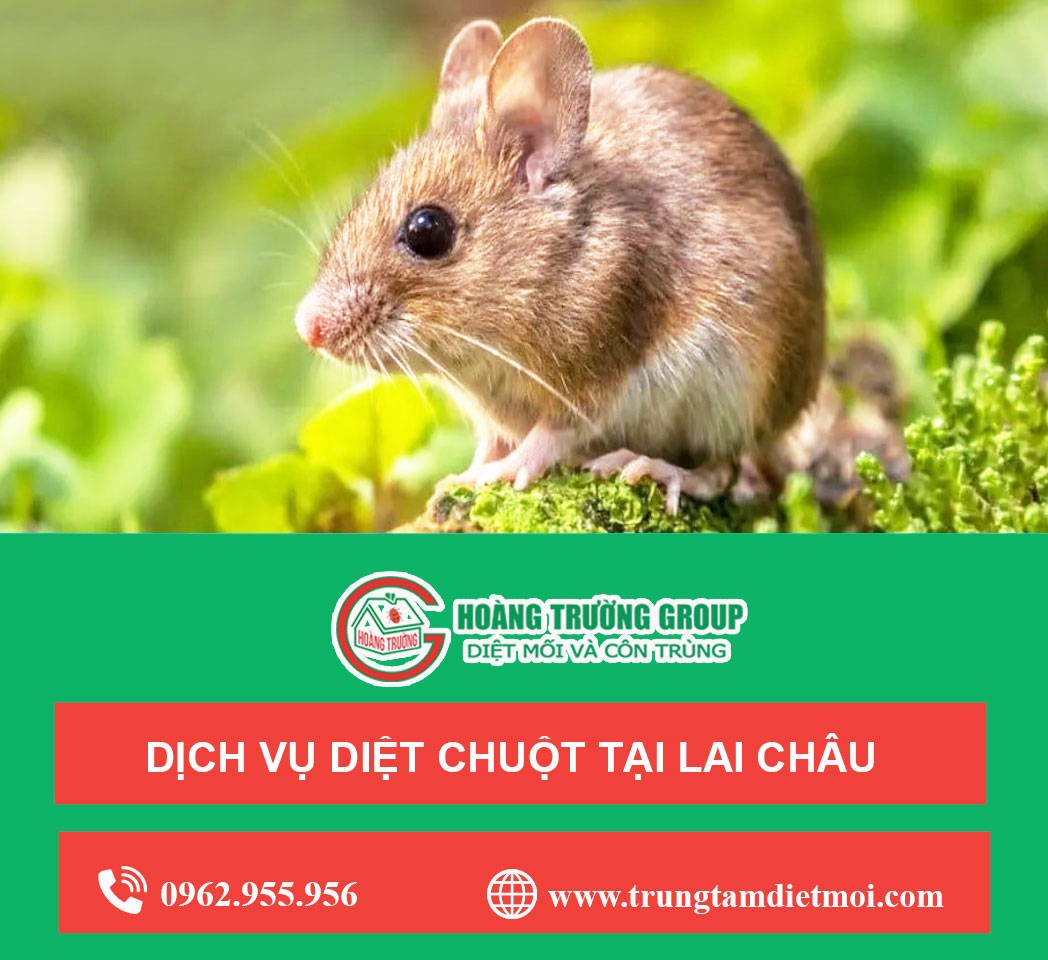 Dịch vụ diệt chuột tại Lai Châu - Nhanh chóng -  Bảo hành lâu dài