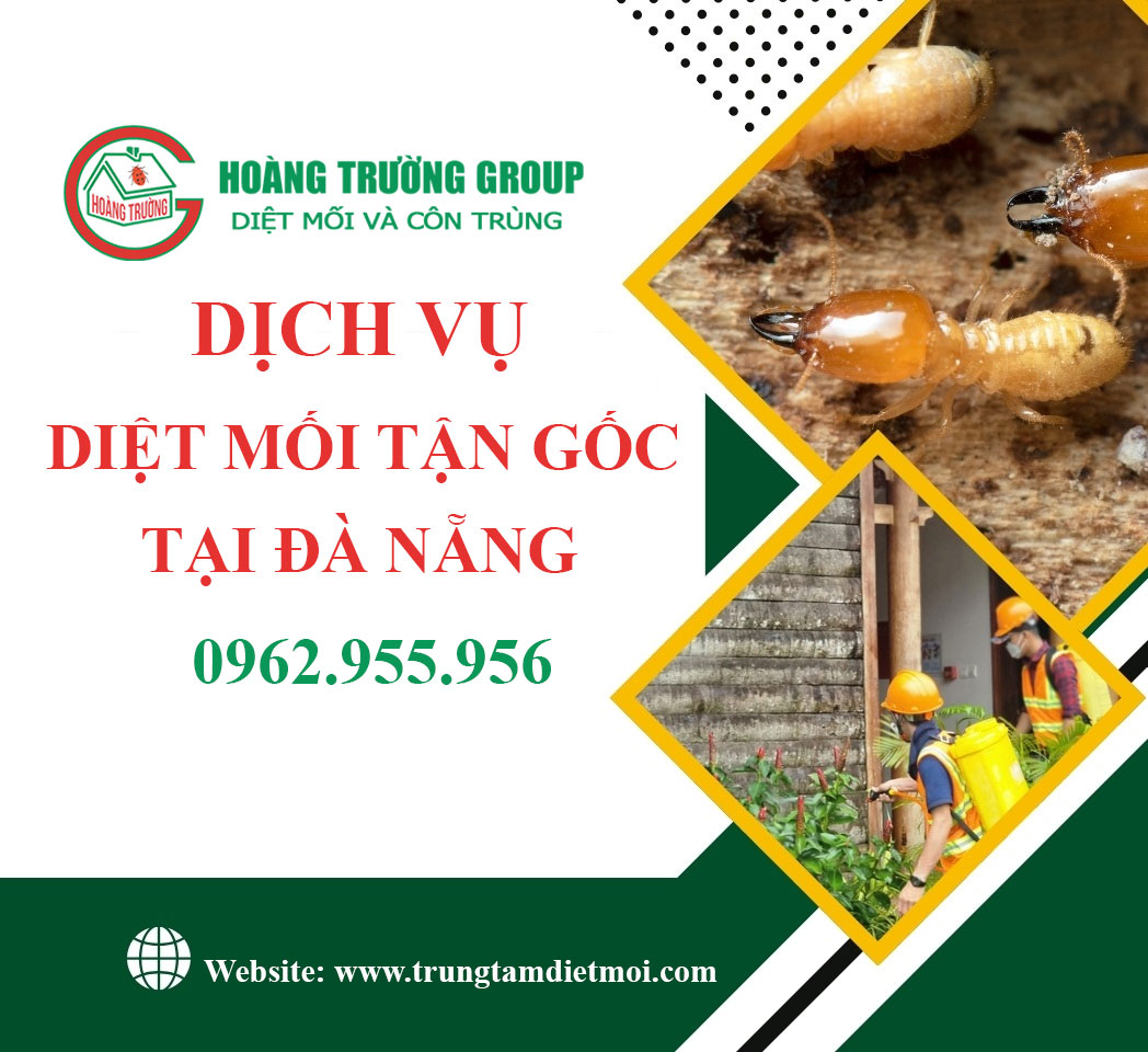 Dịch vụ diệt mối tận gốc tại nhà ở Đà Nẵng - Nhanh gọn, an toàn, bảo hành 5 năm