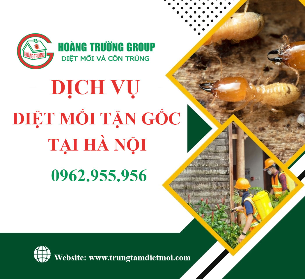 Dịch vụ diệt mối tận gốc tại nhà ở Hà Nội - Hiệu quả, an toàn